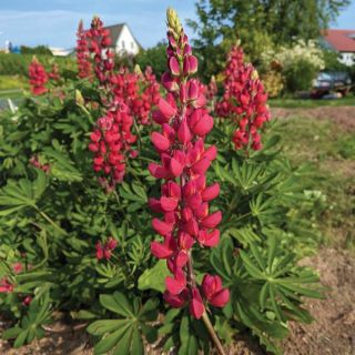 Red Castle Lupins Thumbnail